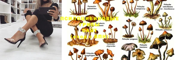 гашик Осташков